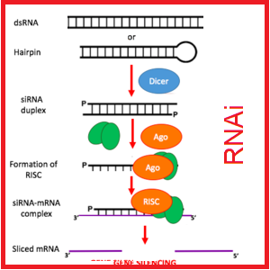 طراحی siRNA پروزه محور