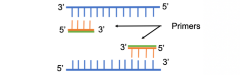 طراحی پرایمر برای PCR,Real time PCR